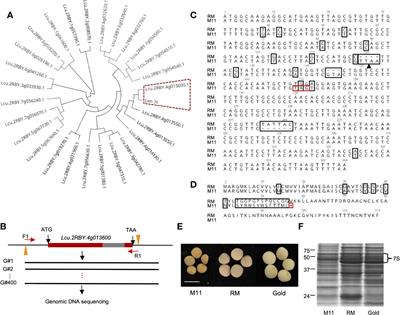 Applying a non-GMO breeding approach with an identified natural variation to reduce food allergen Len c3 in Lens culinaris seeds